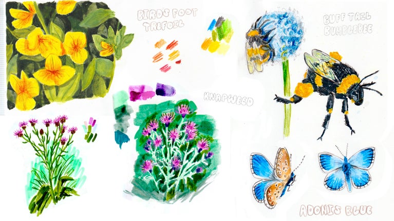 Sketches for new artwork at Devils Dyke showing individual species